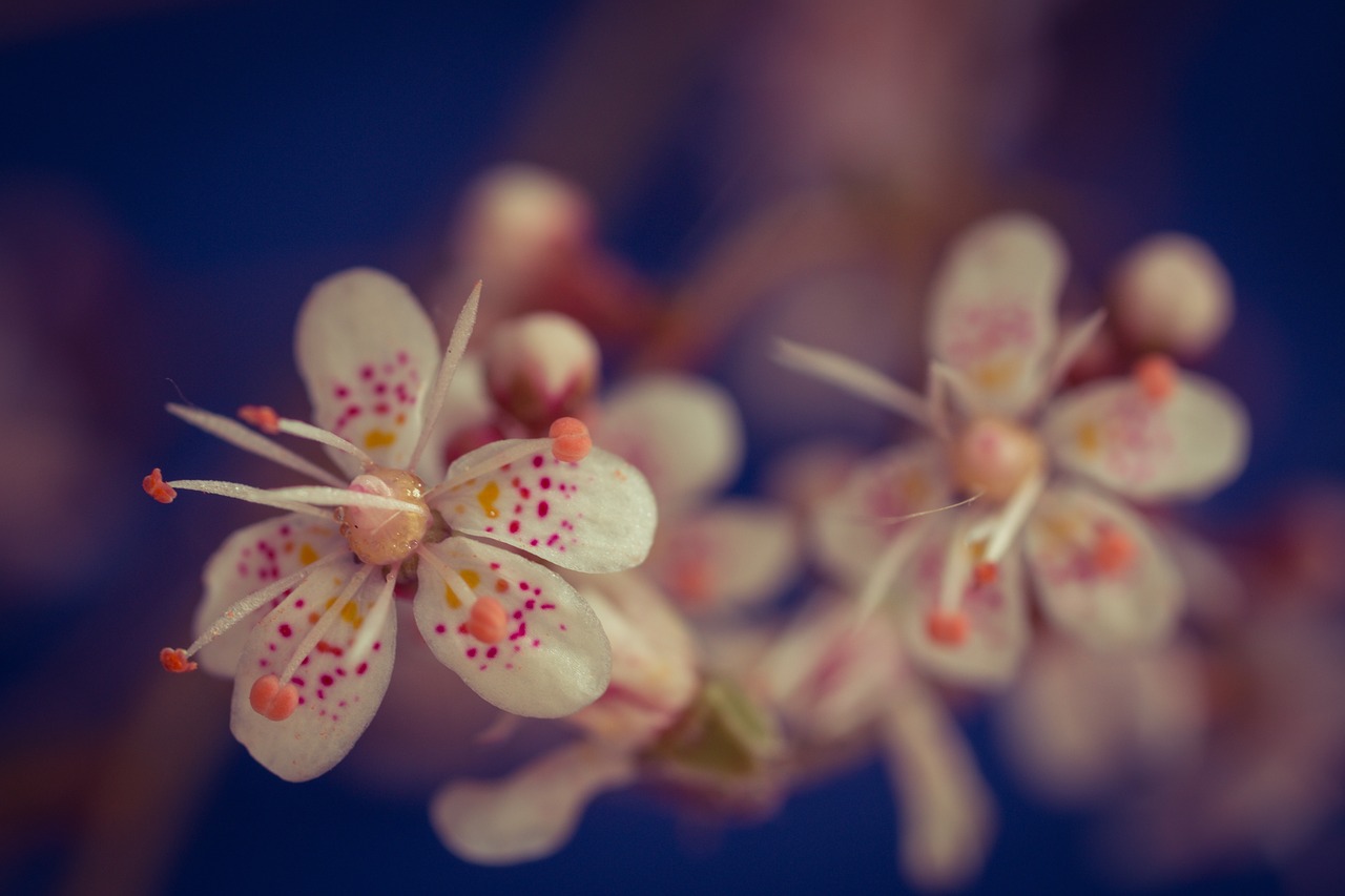 Saxifraga Cuneifolia, Keilblättriger Saxifrage, Gėlės, Mažas, Balta, Maža Gėlė, Makro, Žydėti, Nemokamos Nuotraukos,  Nemokama Licenzija