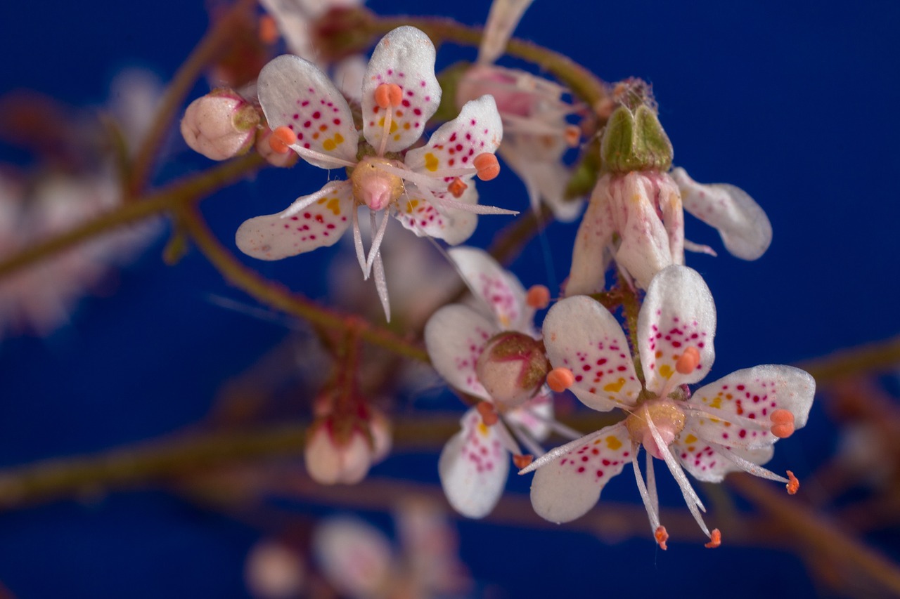 Saxifraga Cuneifolia, Keilblättriger Saxifrage, Gėlės, Mažas, Balta, Maža Gėlė, Makro, Žydėti, Nemokamos Nuotraukos,  Nemokama Licenzija