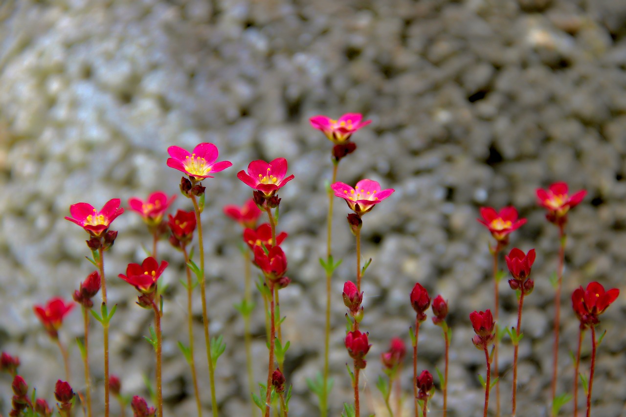 Kregždūnė,  Saxifraga,  Samanų Skalnica,  Žiedas,  Žydi,  Augalų,  Gėlė,  Makro,  Sodas,  Mažas