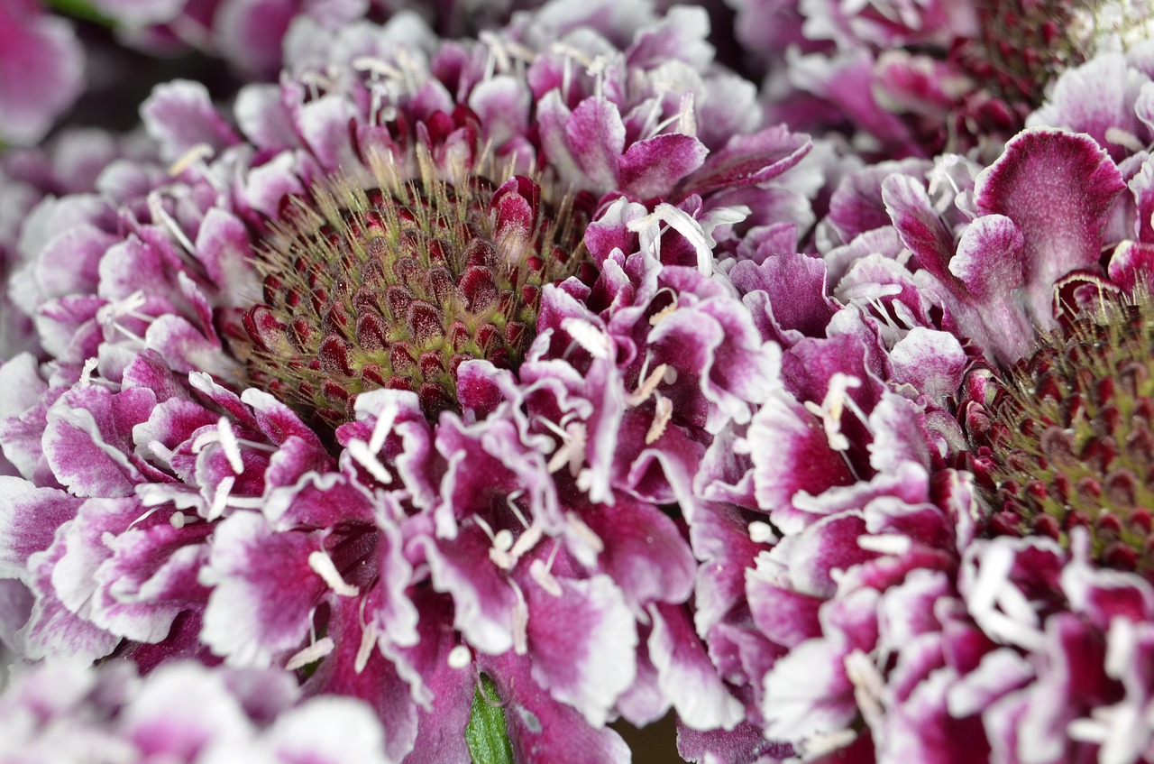 Pūslelinė, Schnittblume, Violetinė, Raudona, Žiedas, Žydėti, Gėlė, Gamta, Pieva, Uždaryti