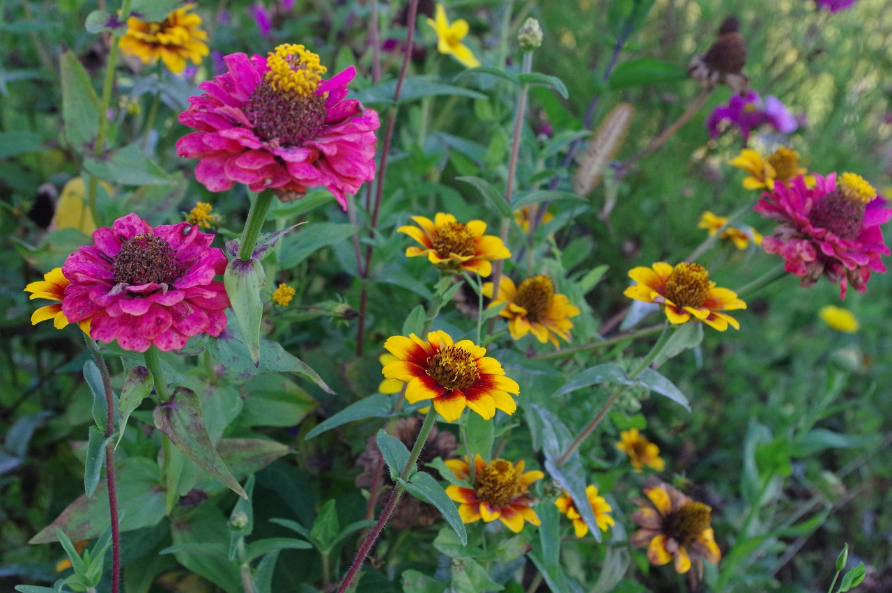 Scabiosen, Gėlės, Spalvinga, Vasaros Pabaigoje, Rožinis, Oranžinė, Gražus, Nuostabus, Lova, Augalas