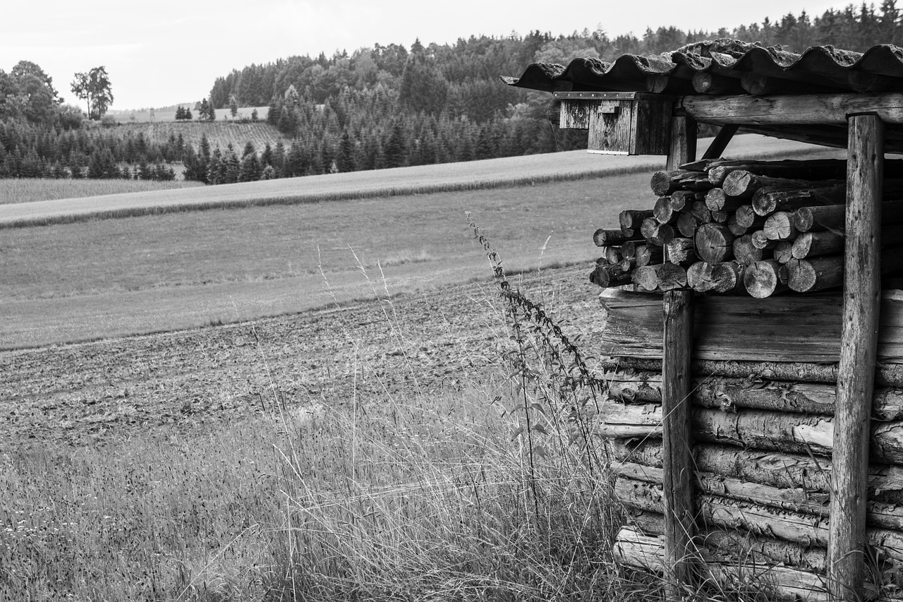 Skalė, Mediena, Laukas, Miškas, Juoda Ir Balta, Kraštovaizdis, Nemokamos Nuotraukos,  Nemokama Licenzija