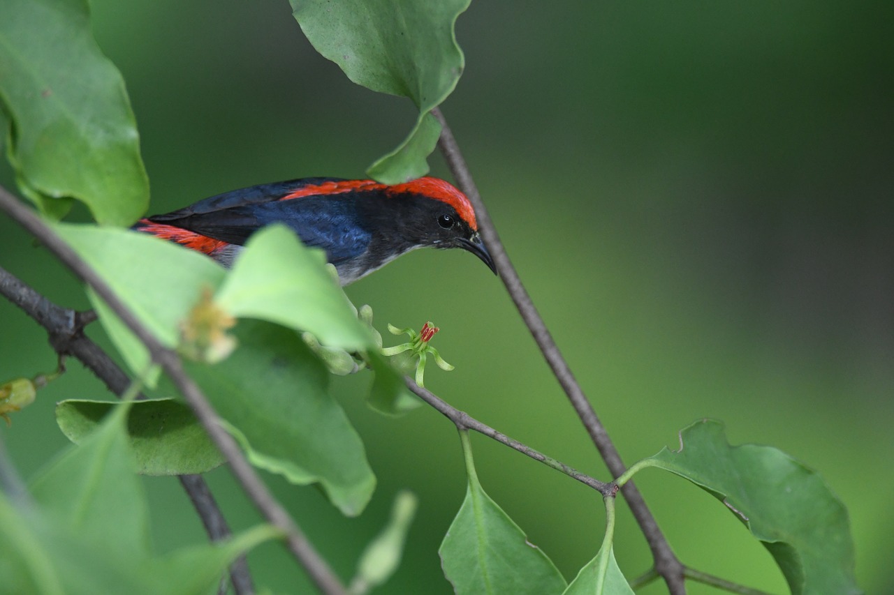 Raudonų Gėlių Srautas, Paukštis, Dicaeum Cruentatum, Dicaeidae, Paukščiai, Nemokamos Nuotraukos,  Nemokama Licenzija