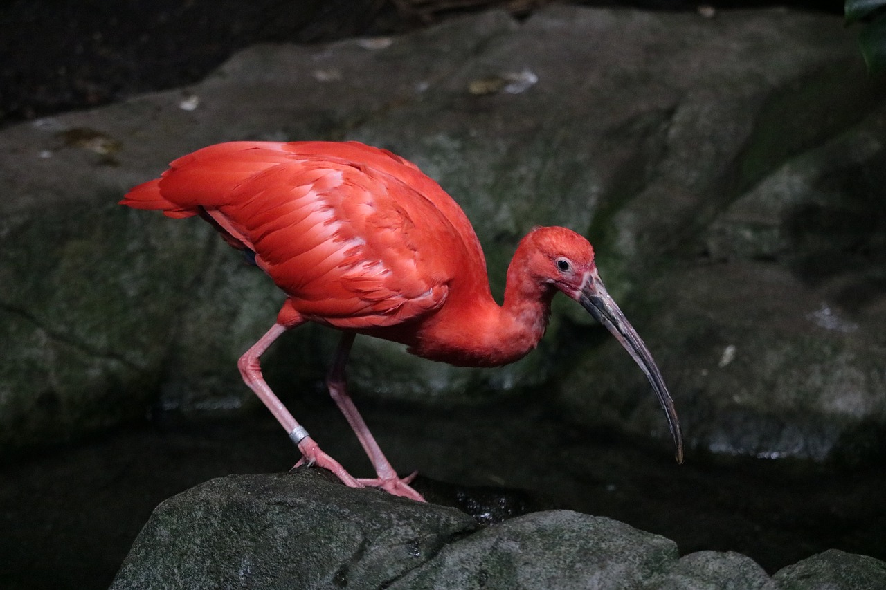 Raudona Ibis, Paukštis, Raudona, Gyvūnas, Atogrąžų, Gamta, Laukiniai, Plunksnos, Spalvos, Nemokamos Nuotraukos