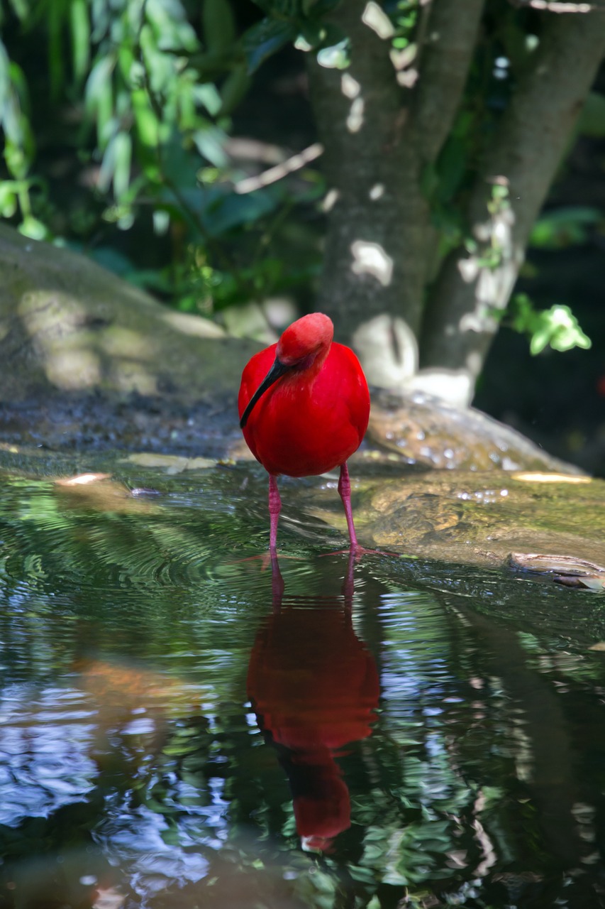 Raudona Ibis, Ibis, Raudona, Paukštis, Laukiniai, Tvenkinys, Nemokamos Nuotraukos,  Nemokama Licenzija