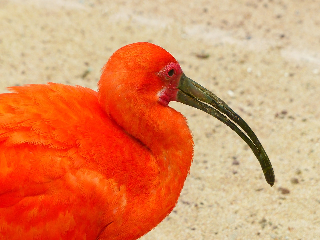 Raudona Ibis, Paukštis, Raudona, Ryškiai Raudona, Oranžinė, Spalvinga, Spalva, Eudocimus Ruber, Raudona Ibis, Ibis