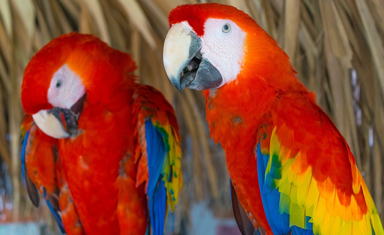 Raudona Macaw, Guacamayas, Macaws, Papūga, Atogrąžų Paukštis, Ave, Paukštis, Plumėjimas, Nemokamos Nuotraukos,  Nemokama Licenzija