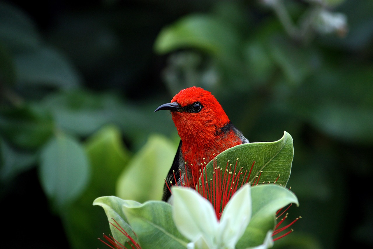 Scarlett Honeyeater, Paukštis, Raudona, Snapas, Gamta, Laukinė Gamta, Plunksna, Spalva, Galva, Akis