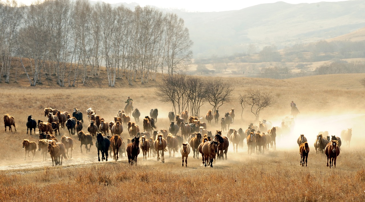 Peizažas, Prairie, Naminis Gyvūnėlis, Arkliai, Paleisti, Ganymas, Dulkės, Nemokamos Nuotraukos,  Nemokama Licenzija