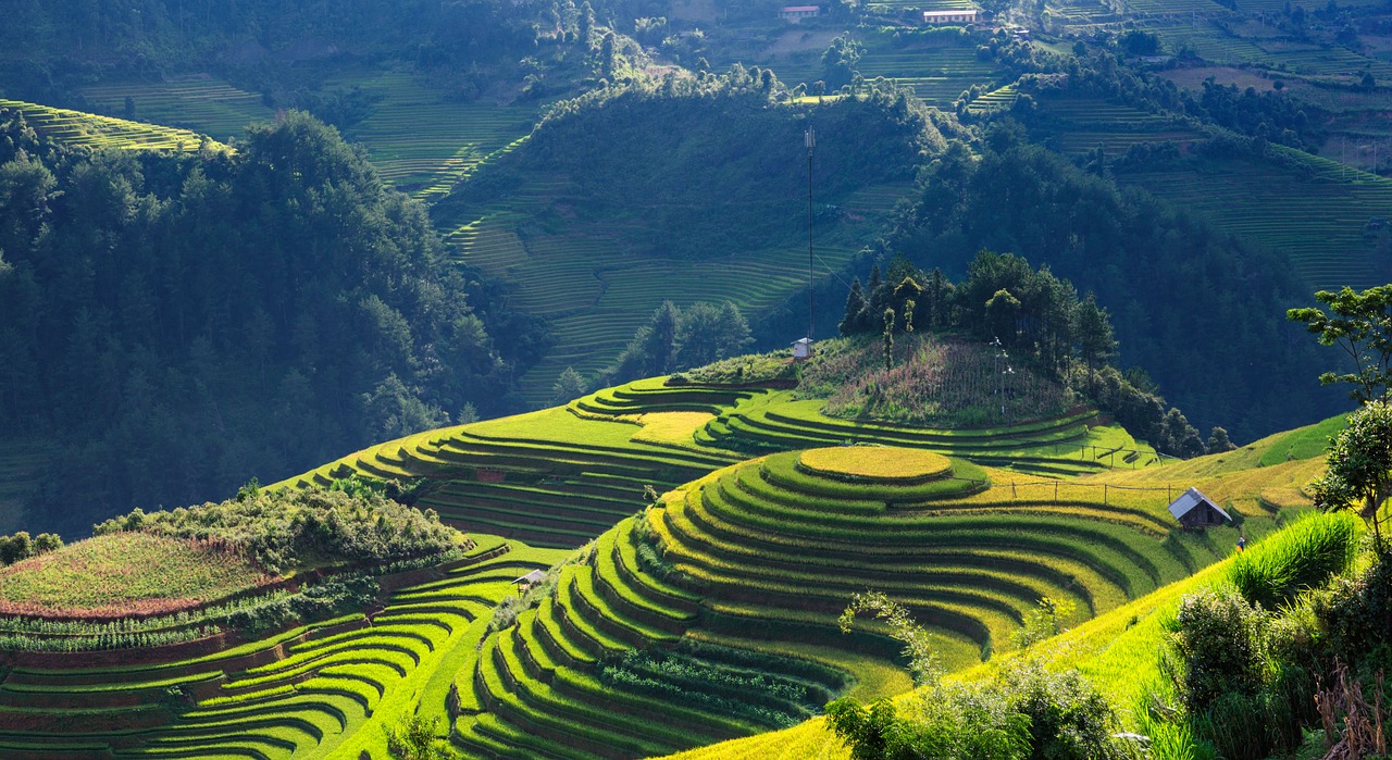 Peizažas, Šilkas, Terasos, Mu Cang Chai Yen Bai Vietnam, Nemokamos Nuotraukos,  Nemokama Licenzija