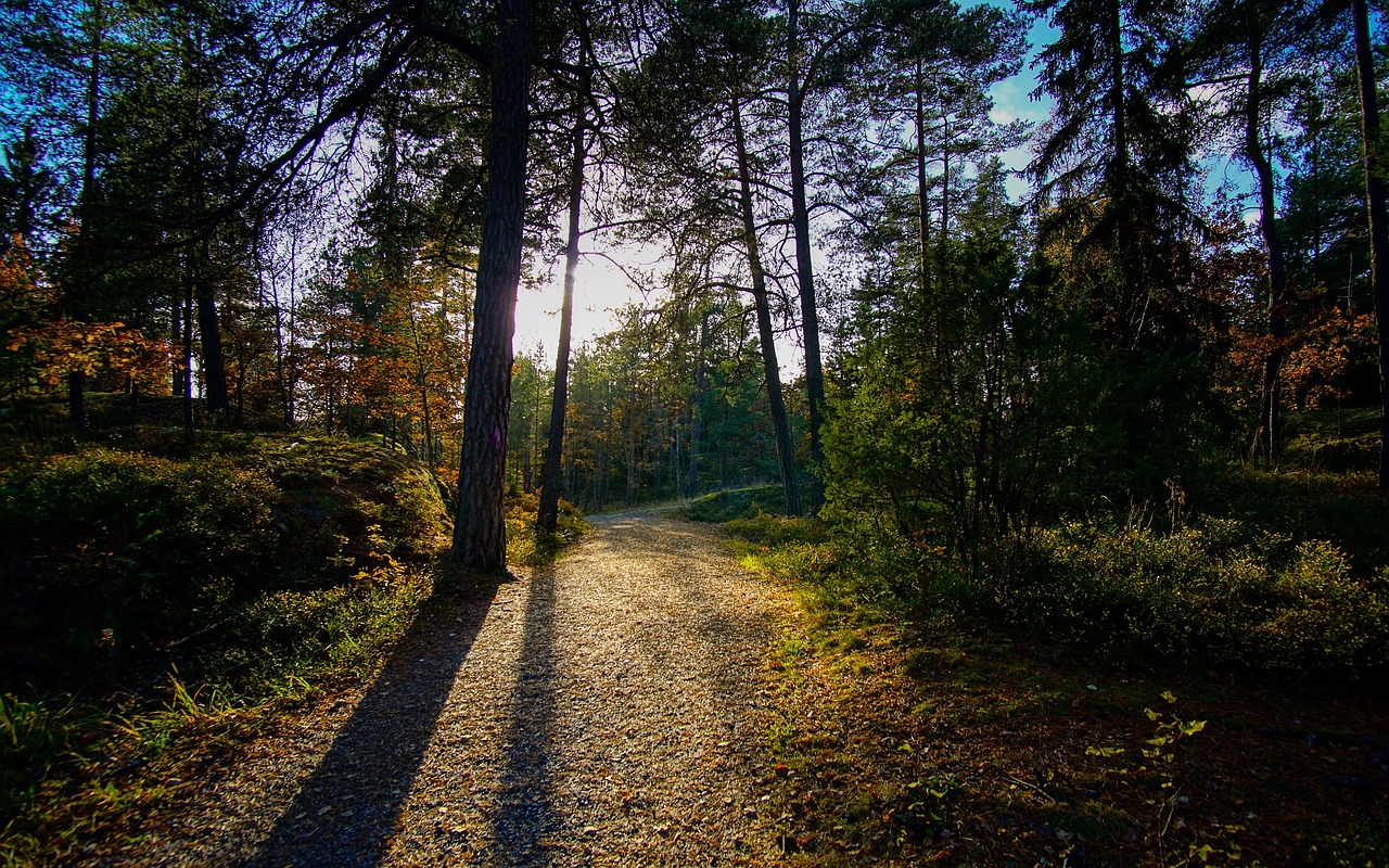 Vaizdingas, Ruduo, Medžiai, Kraštovaizdis, Šešėliai, Saulėtas, Lauke, Tyresta Nacionalinis Parkas, Švedija, Europa