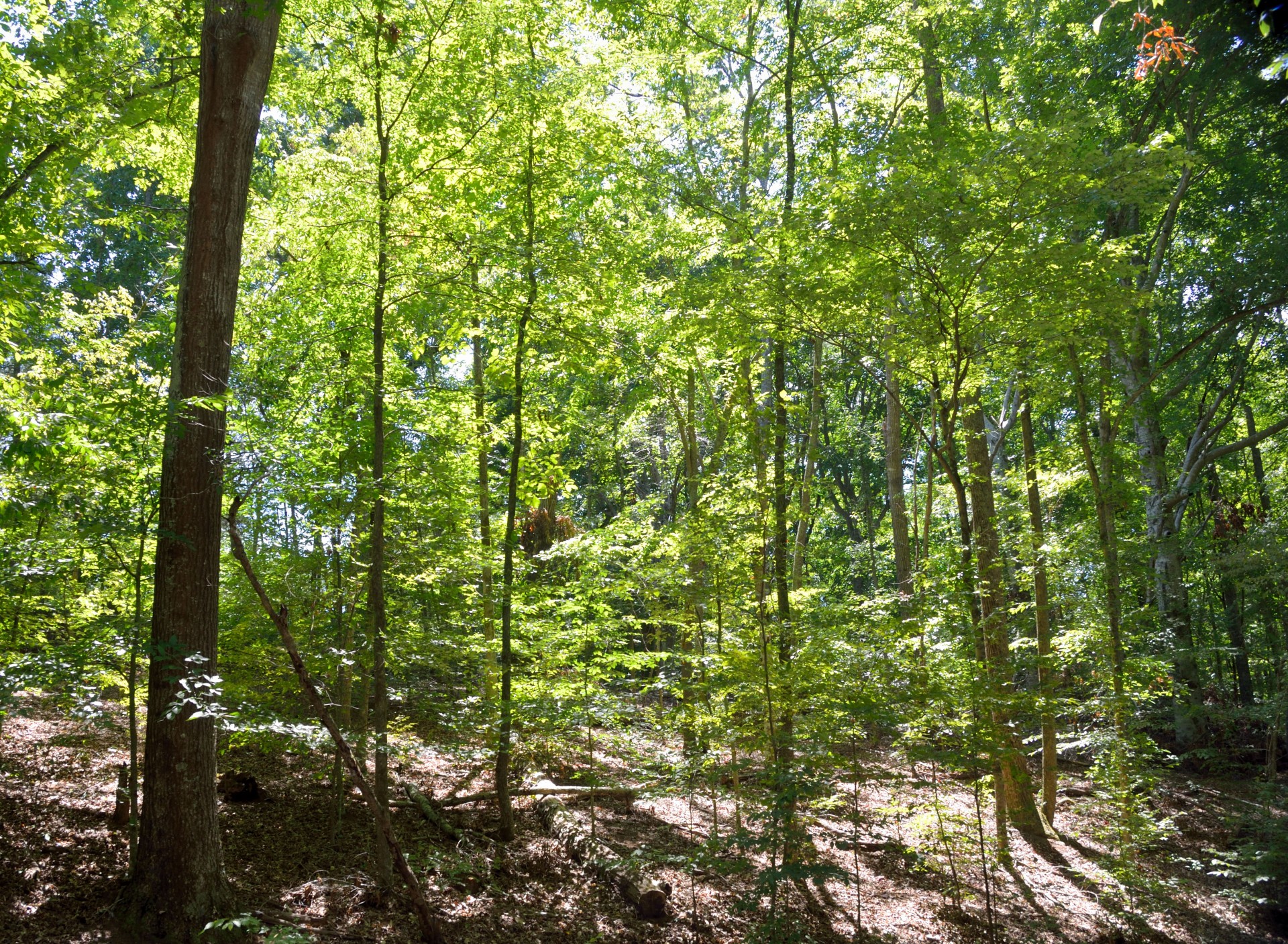 Miškas,  Pušys,  Medžiai,  Miškas,  Ramybė,  Ekologija,  Vienatvė,  Vasara,  Sezonas,  Mediena