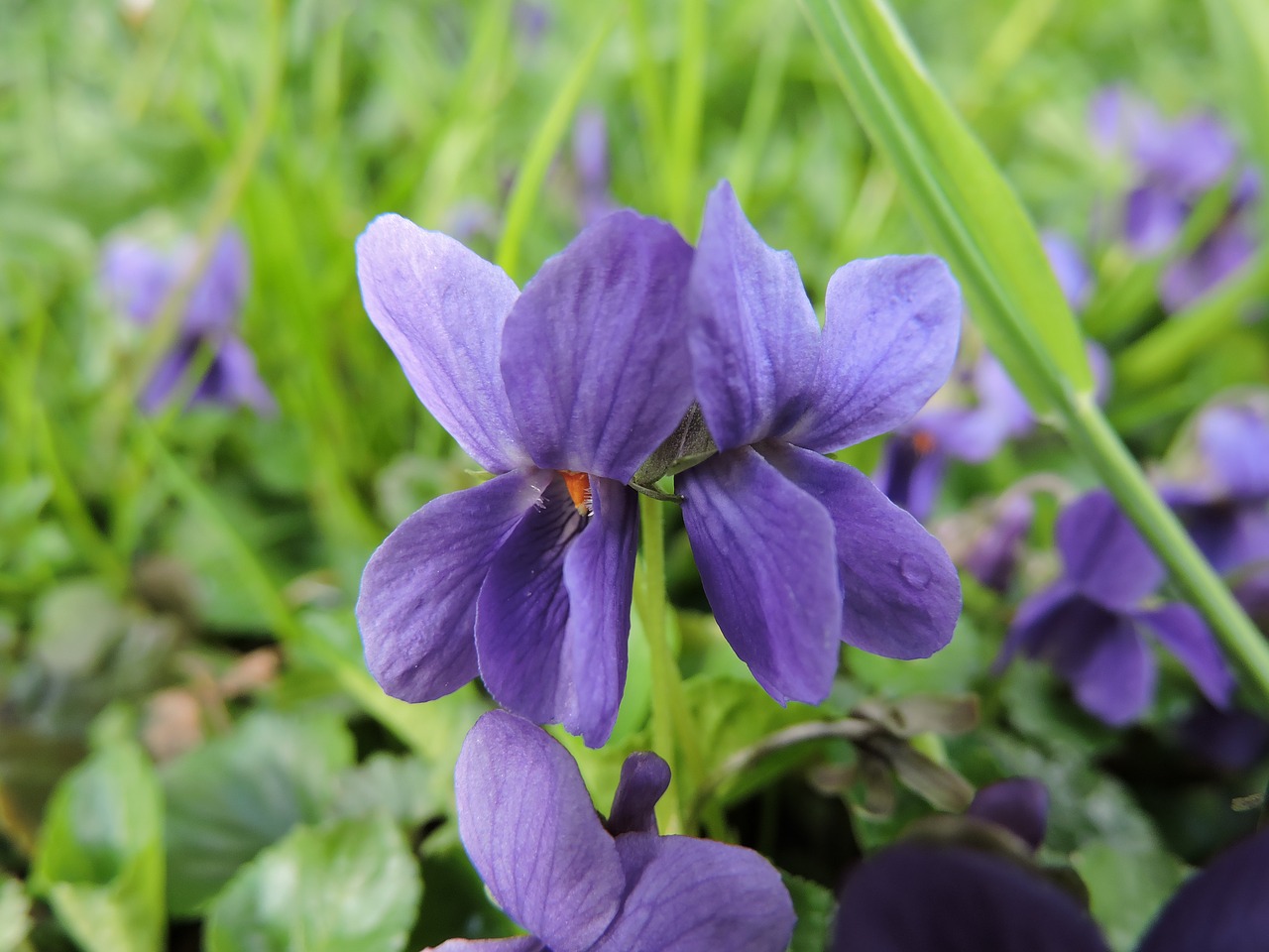 Aromatizuoti Violetiniai,  Violetinė,  Gėlė,  Augalų,  Pobūdį,  Sodas, Nemokamos Nuotraukos,  Nemokama Licenzija