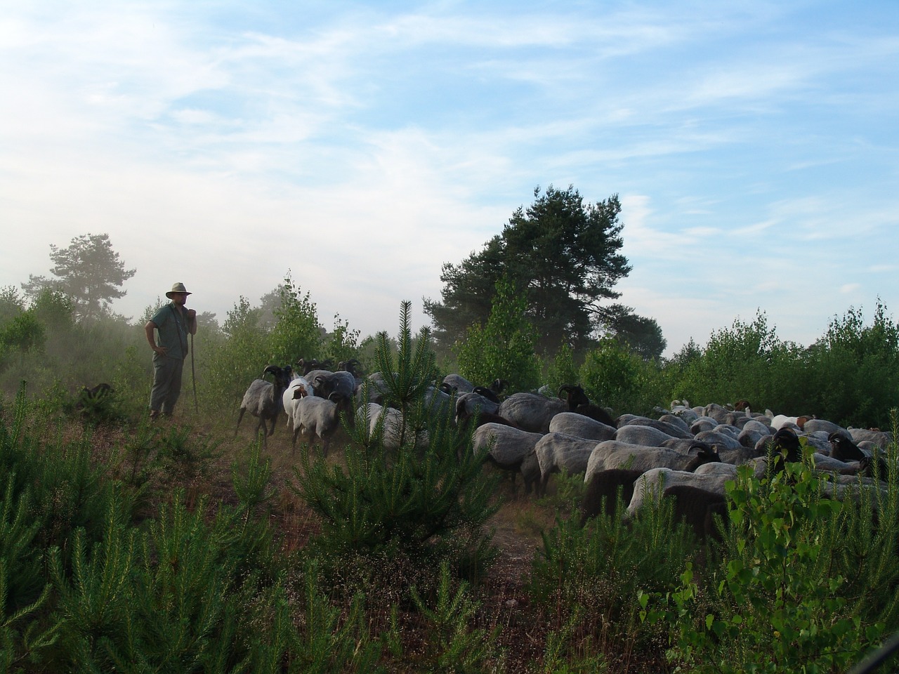 Schäfer, Avys, Flock, Gamta, Lüneburg Heath, Raka Avys, Baltoji Apklausa, Nemokamos Nuotraukos,  Nemokama Licenzija