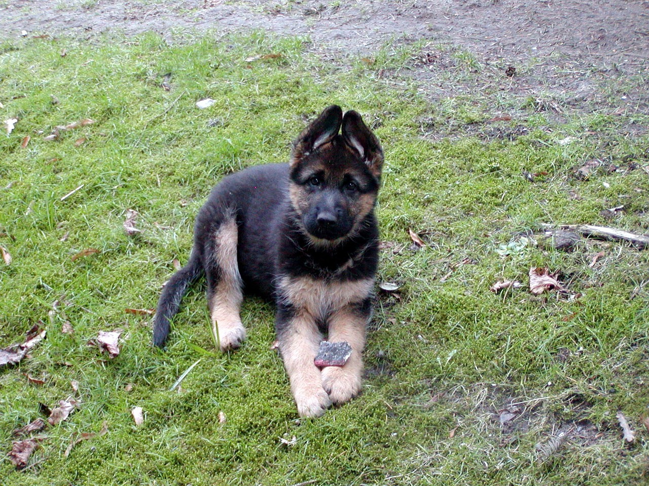 Schäfer Šuo, Šuniukas, Šuo, Gyvūnas, Mielas, Gyvūnai, Naminis Gyvūnėlis, Canis Lupus Familiaris, Nemokamos Nuotraukos,  Nemokama Licenzija