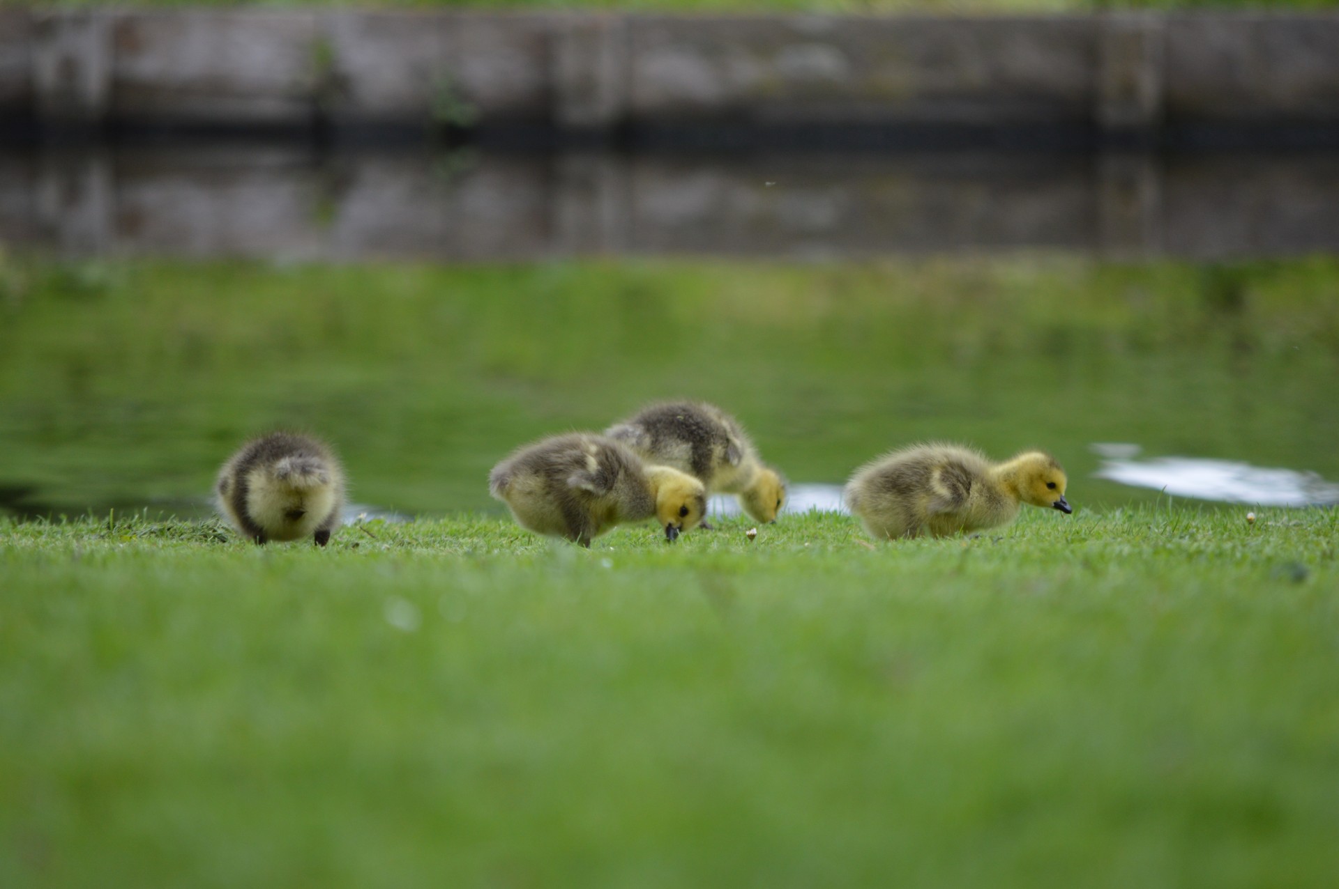 Žąsis,  Jaunas,  Gyvūnas,  Pavasaris,  Gamta,  Paukštis,  Meilė,  Cuties 2, Nemokamos Nuotraukos,  Nemokama Licenzija