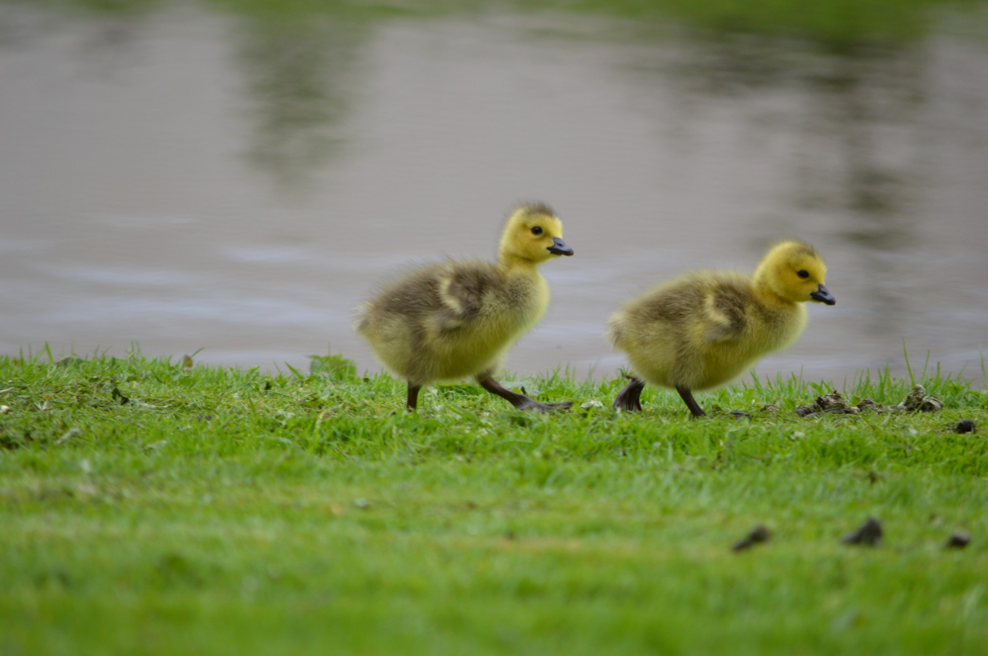 Žąsis,  Jaunas,  Gyvūnas,  Pavasaris,  Gamta,  Paukštis,  Meilė,  Cuties 4, Nemokamos Nuotraukos,  Nemokama Licenzija