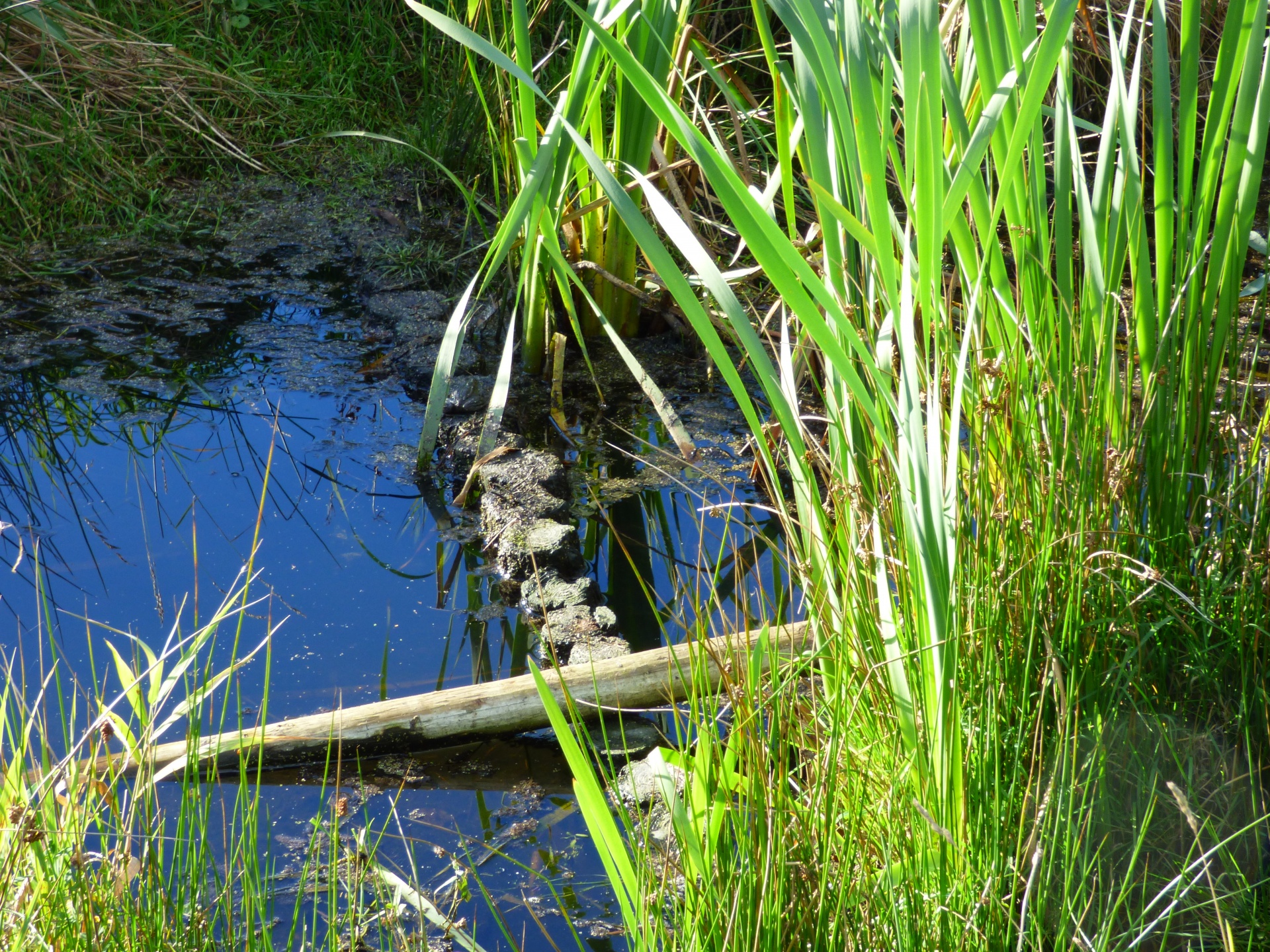 Nendrė,  Cattail,  Augalas,  Žolė,  Gamta,  Vanduo,  Tvenkinys,  Pelkės,  Ežeras,  Pelkė