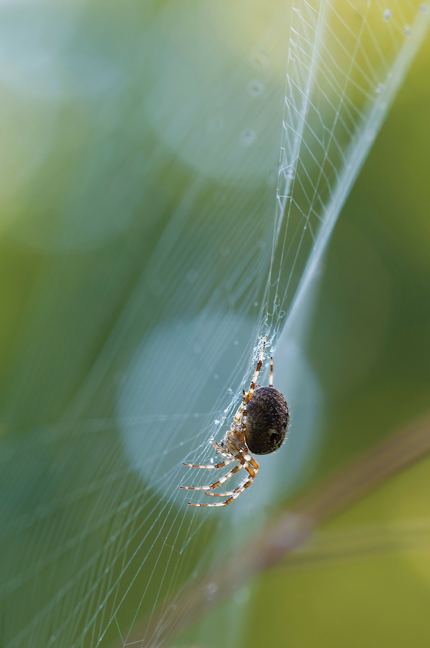 Schilfradspinne, Voras, Larinioidės Cornutus, Arachnid, Gyvūnas, Tinklas, Lichtspiel, Nemokamos Nuotraukos,  Nemokama Licenzija