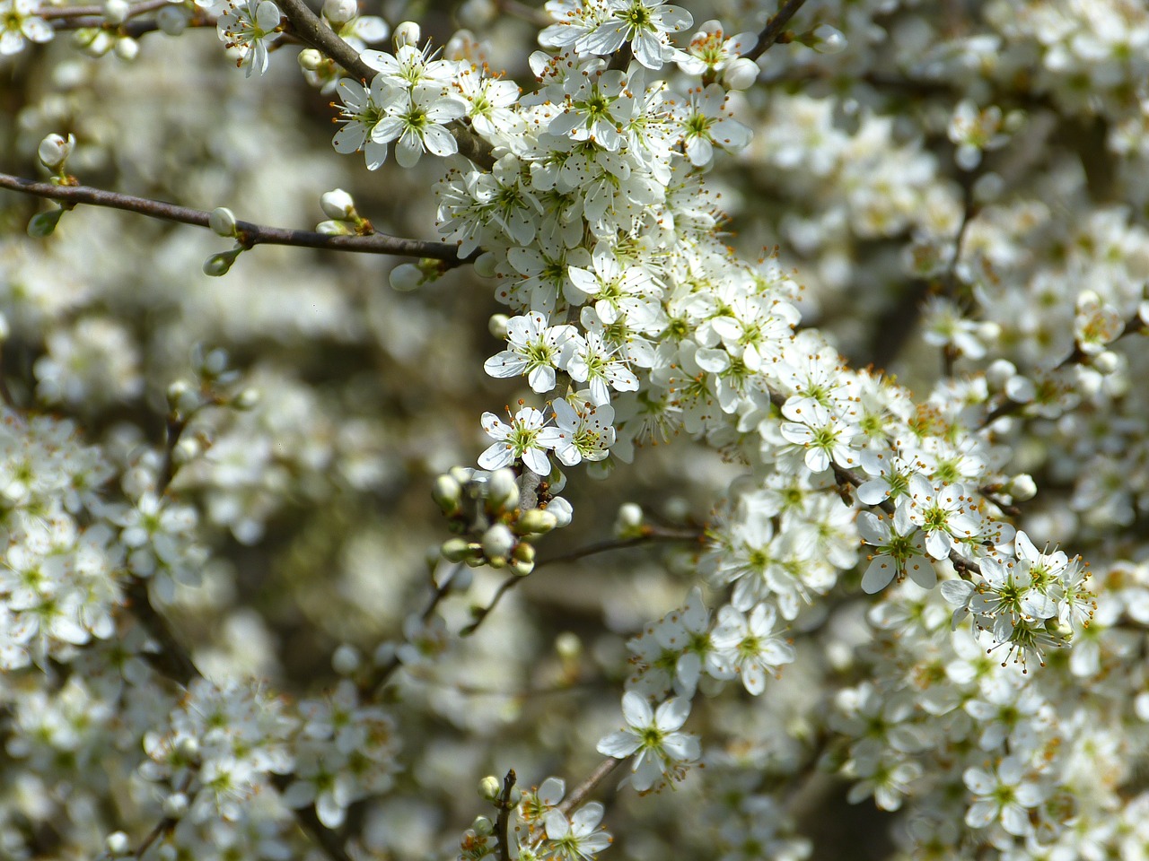 Schlehe, Juodmedis, Prunus Spinosa, Schlehendorn, Heckendorn, Apsidraudimas, Steinobstgewaechs, Balta, Žydėti, Gėlės