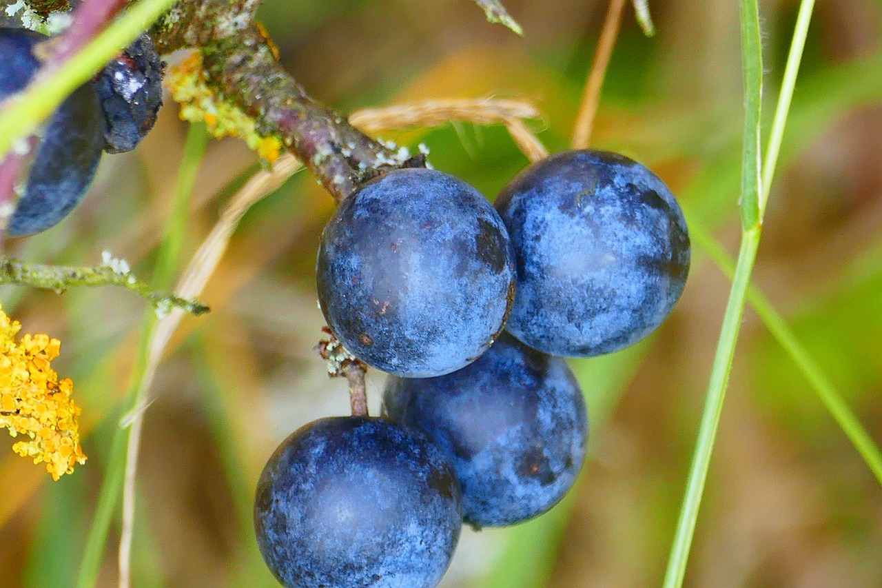 Schlehe, Juodmedis, Schlehendorn, Heckendorn, Steinobstgewaechs, Prunus Spinosa, Rožių Šiltnamius, Mėlynas, Vaisiai, Uogos