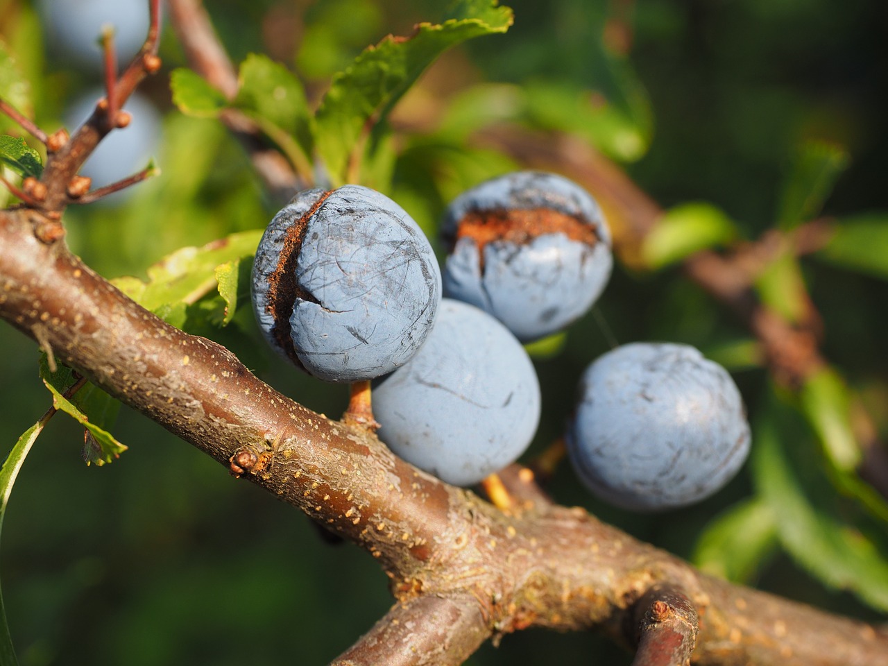 Schlehe, Uogos, Mėlynas, Krūmas, Vaisiai, Juodmedis, Prunus Spinosa, Schlehendorn, Heckendorn, Vokiečių Acacia