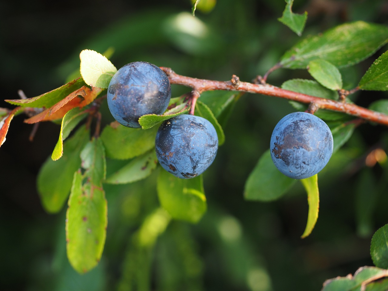 Schlehe, Uogos, Mėlynas, Krūmas, Vaisiai, Juodmedis, Prunus Spinosa, Schlehendorn, Heckendorn, Vokiečių Acacia