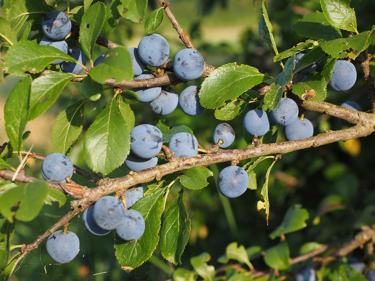 Schlehe, Uogos, Mėlynas, Krūmas, Vaisiai, Juodmedis, Prunus Spinosa, Schlehendorn, Heckendorn, Vokiečių Acacia