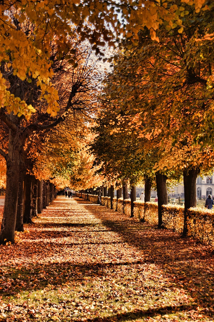 Schlosspark Charlottenburg, Pilies Parkas, Berlynas, Ruduo, Alėja, Gamta, Medžiai, Toli, Schlossgarten, Parkas