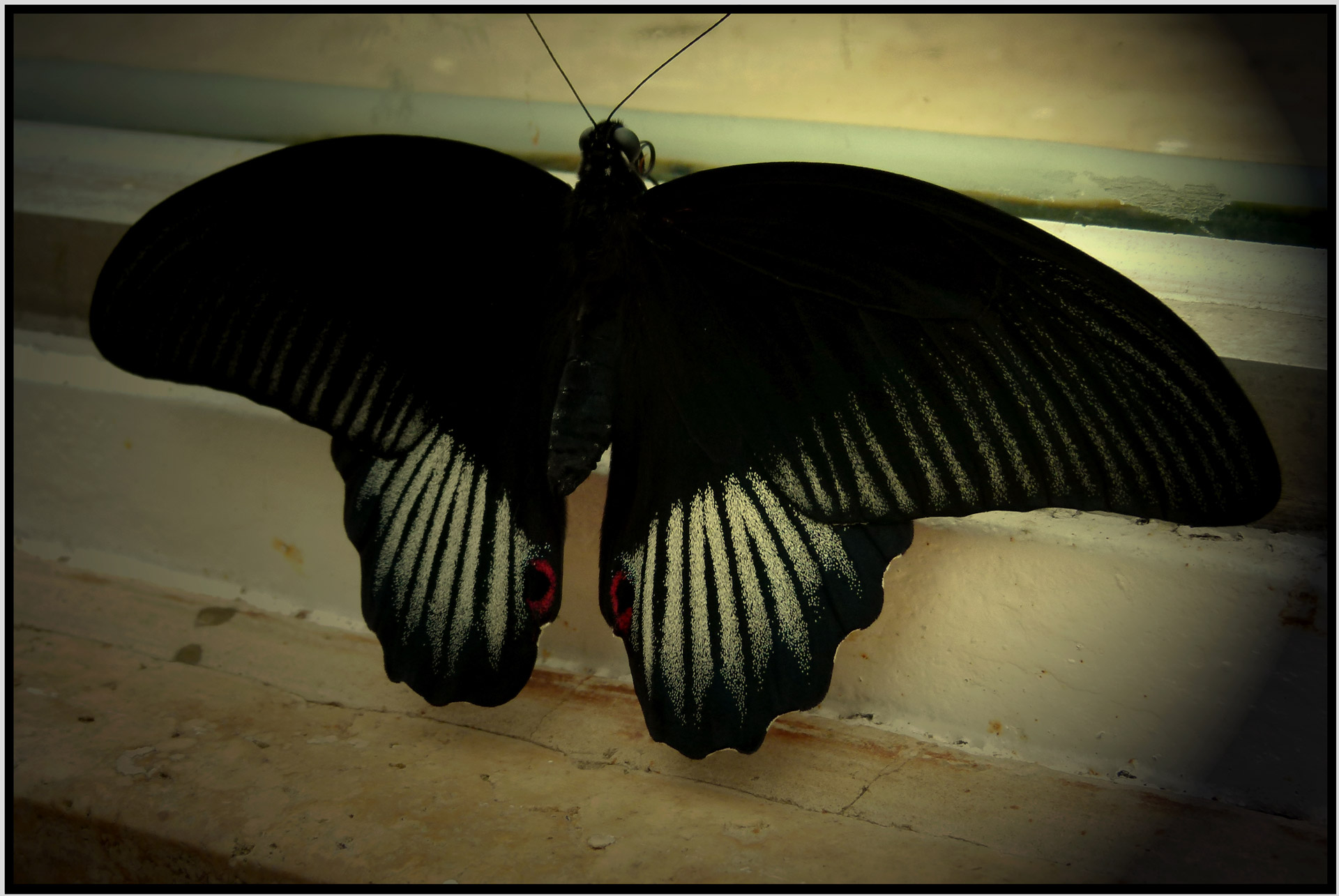 Черные ночные бабочки. Бабочка Papilio ascalaphus. Бабочка черная. Черный мотылек. Черные Крылья бабочки.