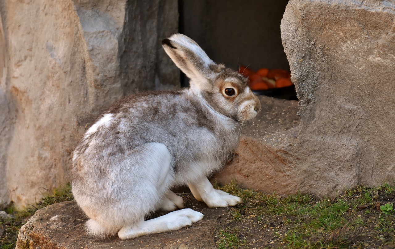 Schneehase, Mielas, Zoologijos Sodas, Gyvūnas, Gyvūnų Pasaulis, Kailis, Kiškis, Tierpark Hellabrunn, Nemokamos Nuotraukos,  Nemokama Licenzija