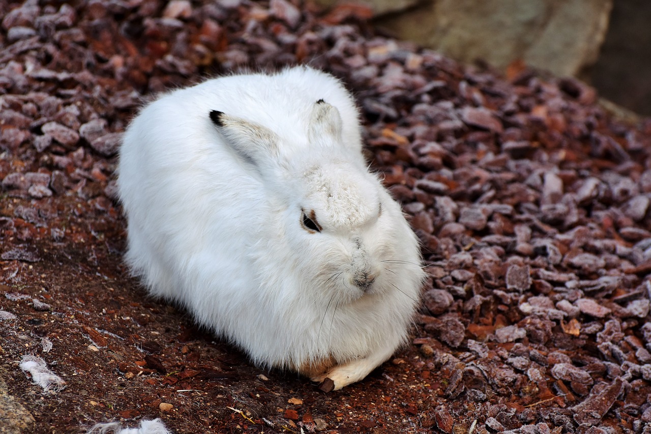 Schneehase, Kiškis, Doe, Žiema, Šaltas, Žiemą, Balta, Kailis, Ausys, Šaltis