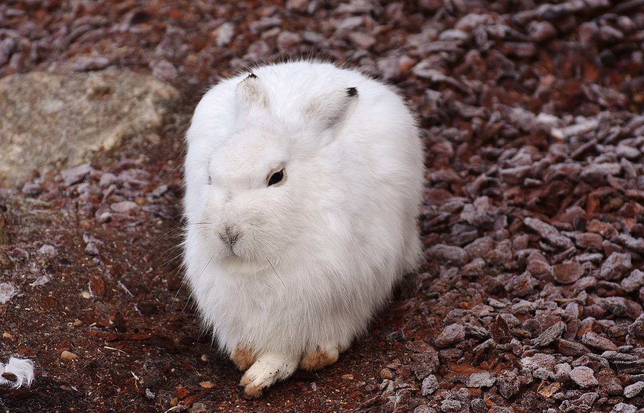 Schneehase, Mielas, Zoologijos Sodas, Gyvūnas, Gyvūnų Pasaulis, Kailis, Kiškis, Tierpark Hellabrunn, Nemokamos Nuotraukos,  Nemokama Licenzija