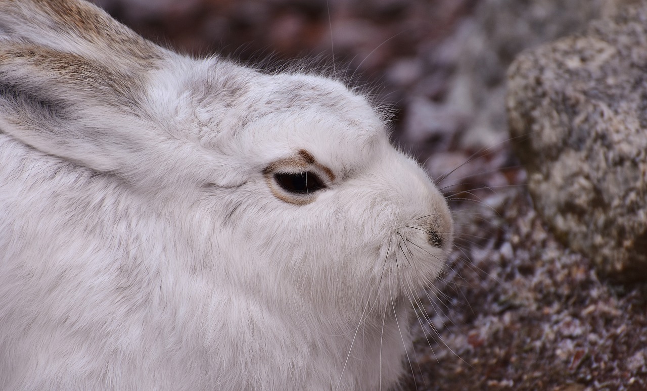 Schneehase, Mielas, Zoologijos Sodas, Gyvūnas, Gyvūnų Pasaulis, Kailis, Kiškis, Tierpark Hellabrunn, Nemokamos Nuotraukos,  Nemokama Licenzija