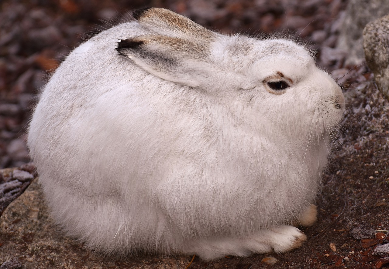 Schneehase,  Mielas,  Zoologijos Sodas,  Gyvūnas,  Gyvūnų Pasaulis,  Kailis,  Kiškis,  Be Honoraro Mokesčio, Nemokamos Nuotraukos,  Nemokama Licenzija