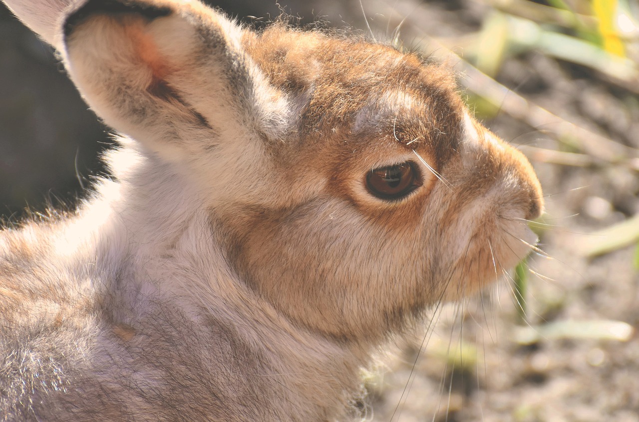 Sniego Kiškis,  Mielas,  Zoo,  Gyvūnų,  Gyvūnijos Pasaulyje,  Už,  Plaukų,  Hellabrunn Zoologijos Sodas, Nemokamos Nuotraukos,  Nemokama Licenzija