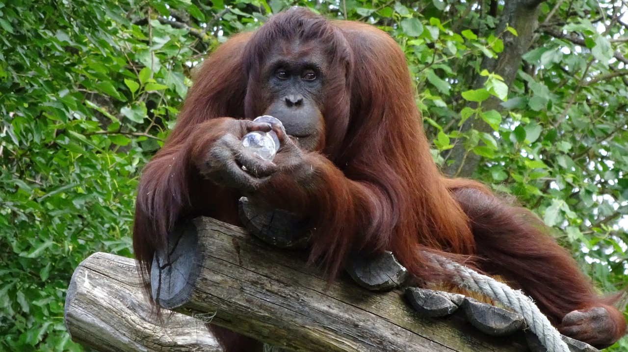 Orang-Utan, Beždžionė, Schönbrunn Tiergarten, Nemokamos Nuotraukos,  Nemokama Licenzija