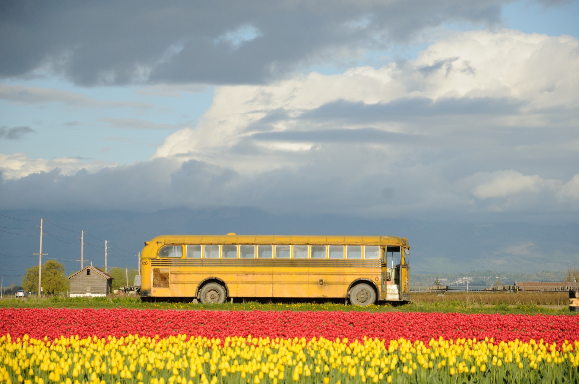 Gėlės,  Laukas,  Mokyklos & Nbsp,  Autobusas,  Geltona,  Mokyklos Autobusas Ir Gėlės, Nemokamos Nuotraukos,  Nemokama Licenzija
