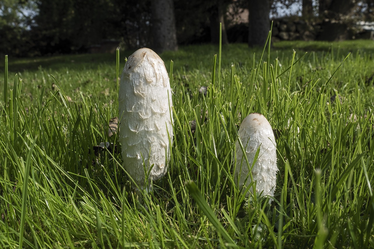 Schopf Comatus, Coprinus Comatus, Šparagų Grybai, Porcelianas Comatus, Tintenpilz, Grybai, Grybai, Grybelinės Rūšys, Balta, Nemokamos Nuotraukos