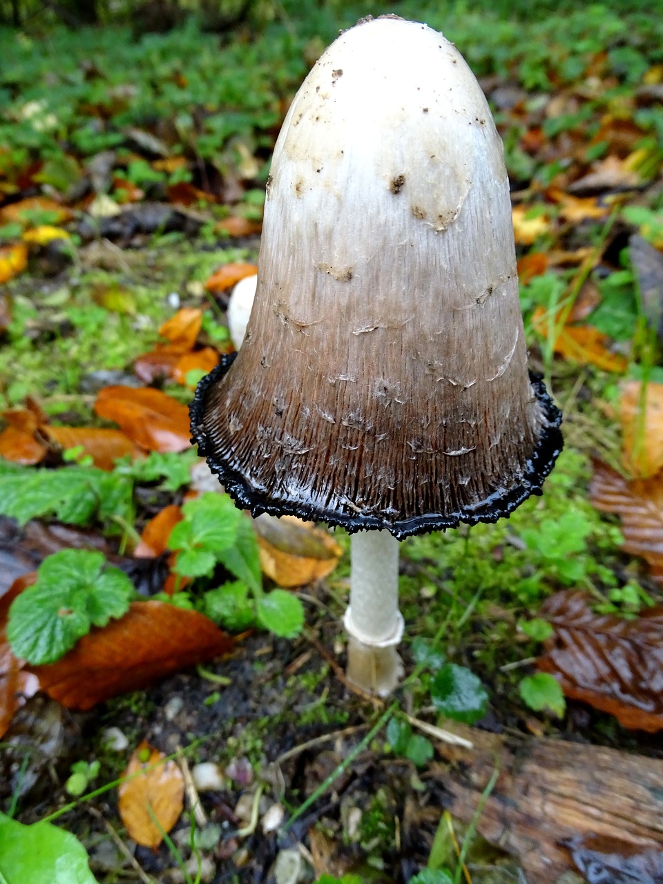 Schopf Comatus, Grybai, Grybai, Tintenpilz, Šparagų Grybai, Ruduo, Coprinus Comatus, Porcelianas Comatus, Valgomieji, Grybų Rinkimas