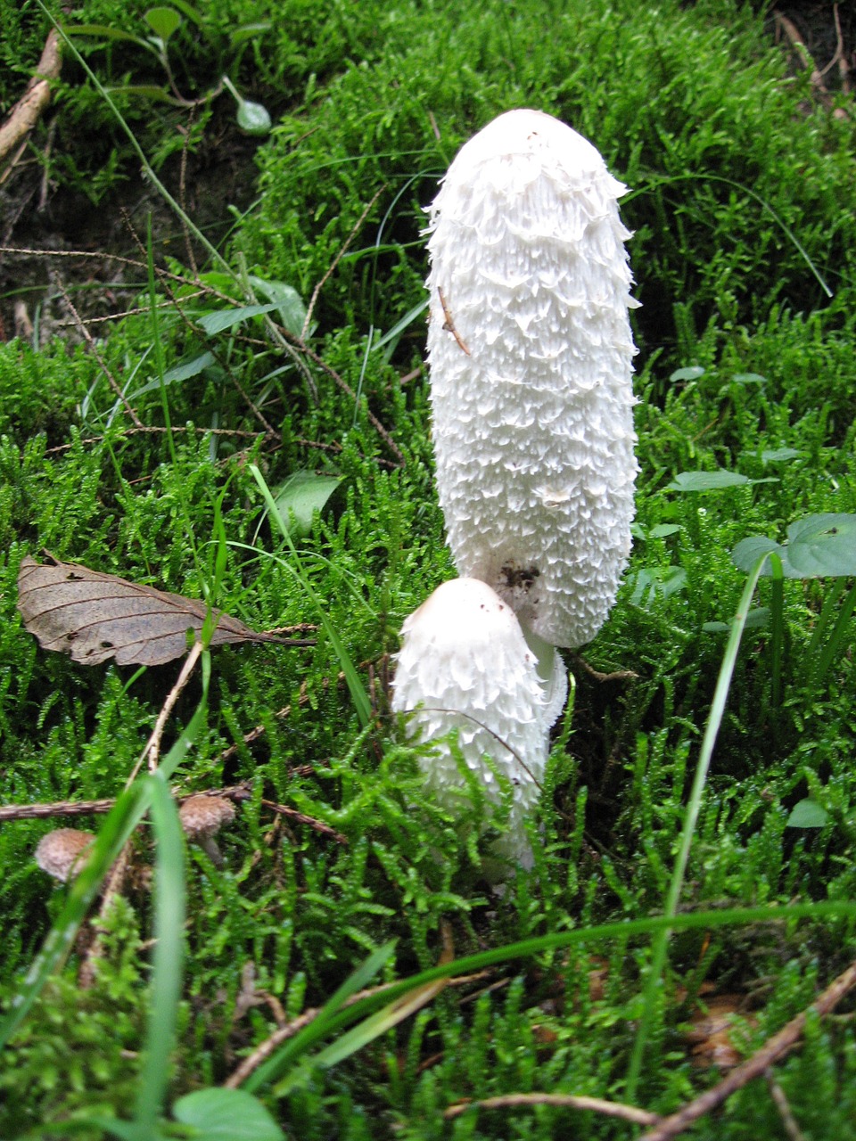 Schopf Coprinus, Grybai, Coprinus, Coprinus Comatus, Miškas, Gamta, Samanos, Nemokamos Nuotraukos,  Nemokama Licenzija