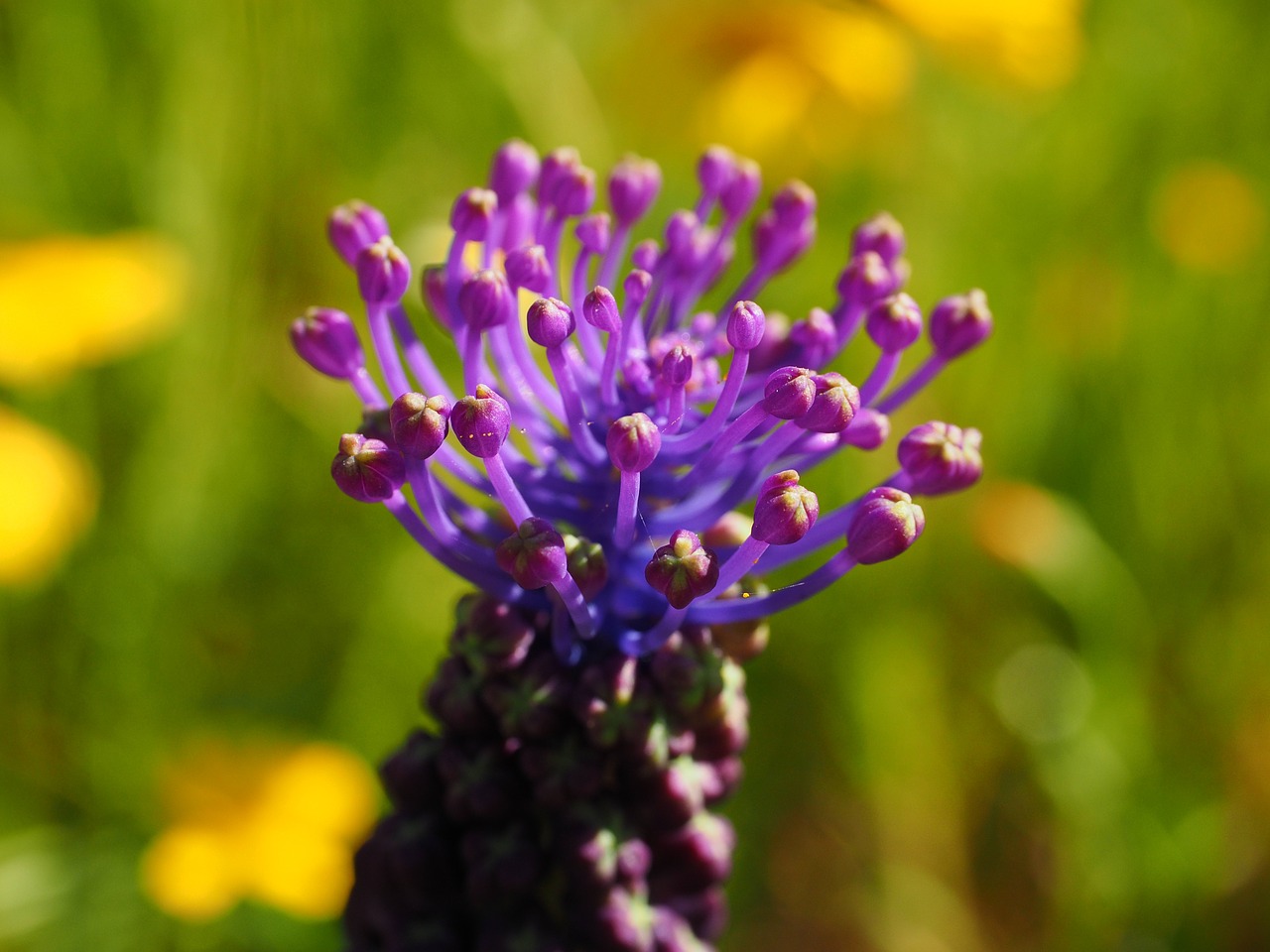 Schopf Vynuogių Hiacintas, Žiedas, Žydėti, Gėlė, Violetinė, Globojamos, Pailgos, Schopf Vynuogių Hiacintas, Muscari Comosum, Muscari