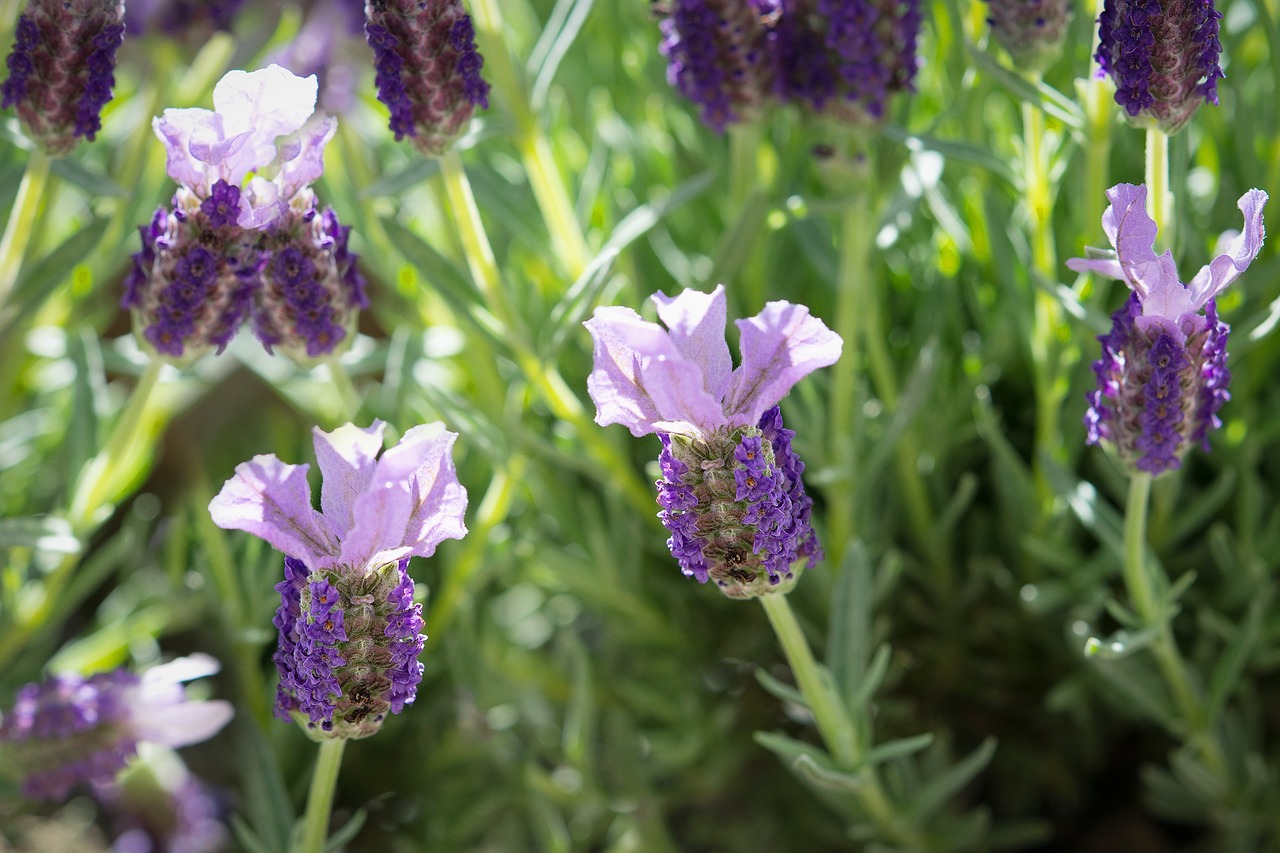 Schopf Levanda, Levanda, Gėlės, Violetinė, Augalas, Sodo Augalas, Lamiaceae, Dekoratyvinis Augalas, Sodas, Violetinė