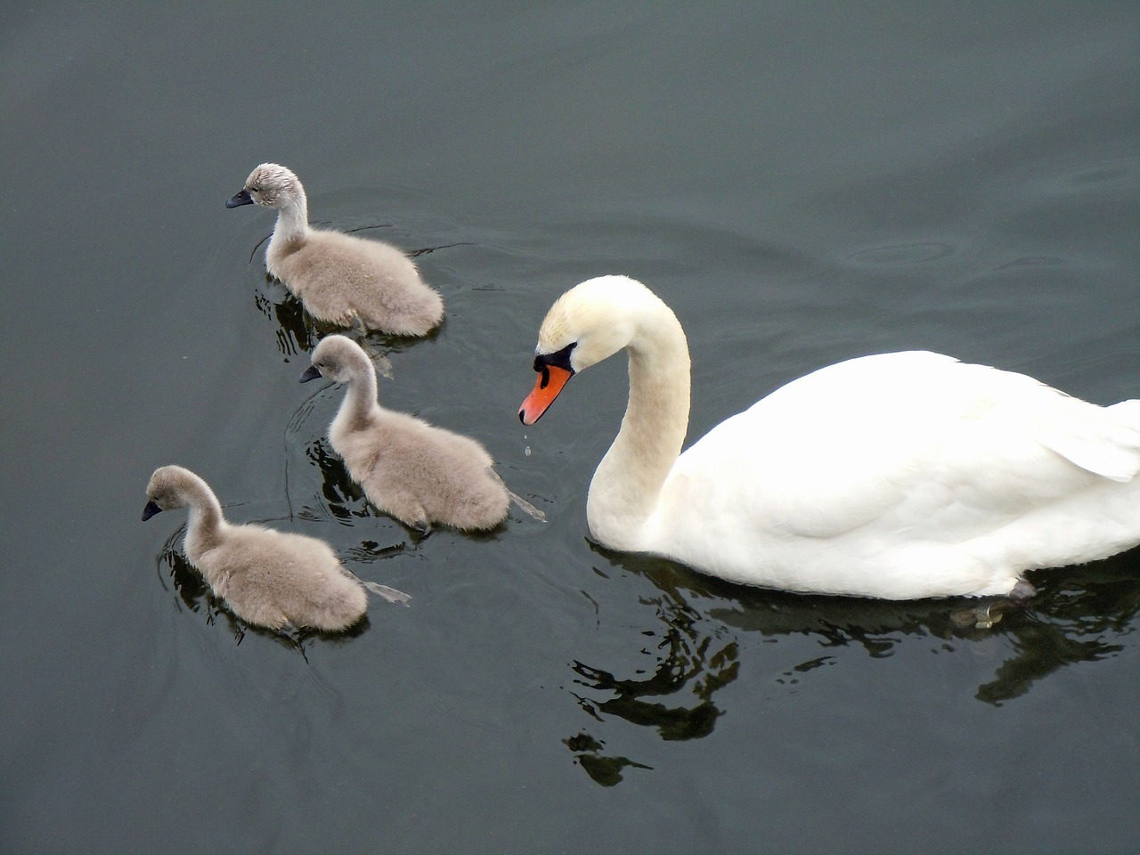 Schwaenenfamilie, Gulbės, Gulbės Kūdikiai, Nemokamos Nuotraukos,  Nemokama Licenzija