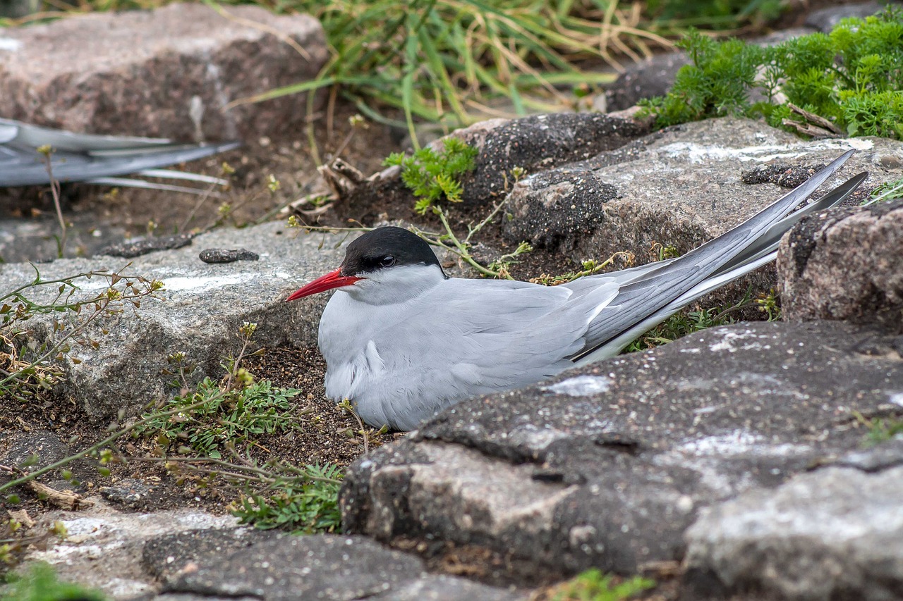 Schwalbe, Paukštis, Arctic Tern, Gamta, Veislė, Vandens Paukštis, Laisvė, Lizdas Išmatuoti, Sąskaitą, Paukščiai