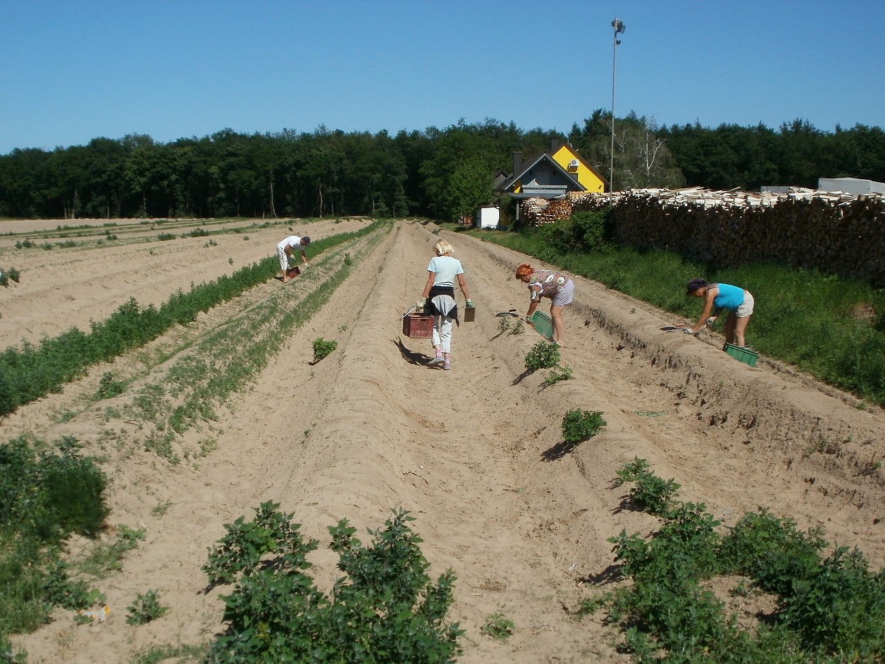 Schwetzingen, Šparagai, Derlius, Laukas, Daržovių, Šviežias, Maistas, Ekologiškas, Sveikas, Žemdirbystė