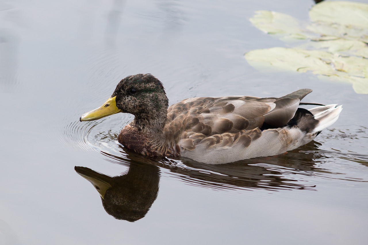 Schwimmvogel, Antis, Vandens Paukštis, Plumėjimas, Vanduo, Laukinės Gamtos Fotografija, Plunksna, Sąskaitą, Nemokamos Nuotraukos,  Nemokama Licenzija