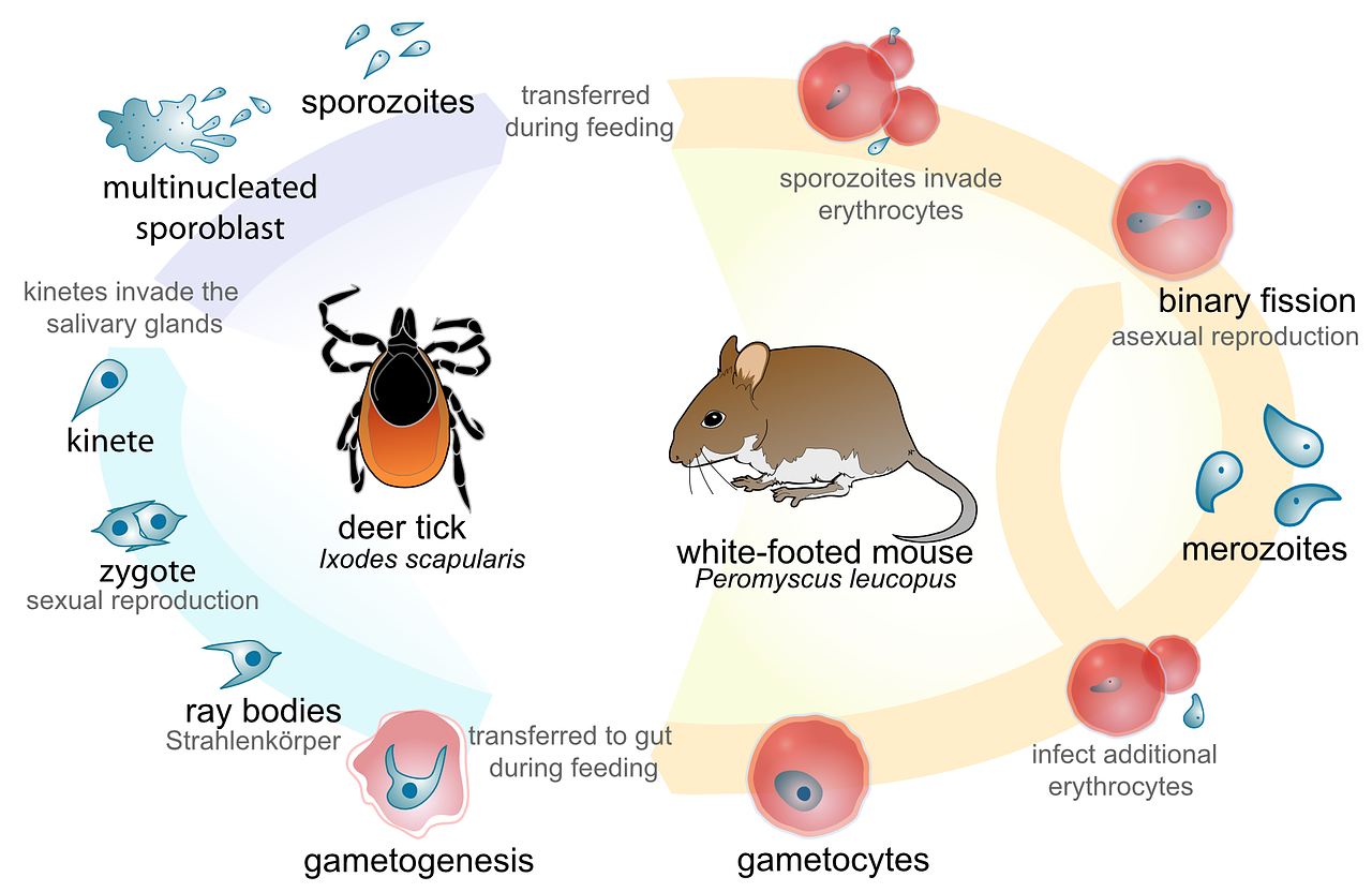 Mokslas, Ciklą, Biologija, Gyvenimas, Simbolis, Koncepcija, Kilpa, Gamta, Sveikata, Visata