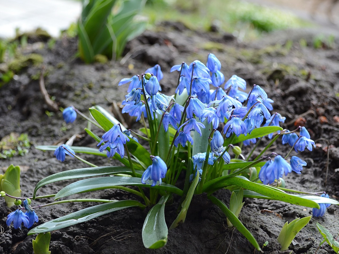 Scilla, Sniego Danga, Gamta, Augalas, Gėlė, Pavasaris, Nemokamos Nuotraukos,  Nemokama Licenzija