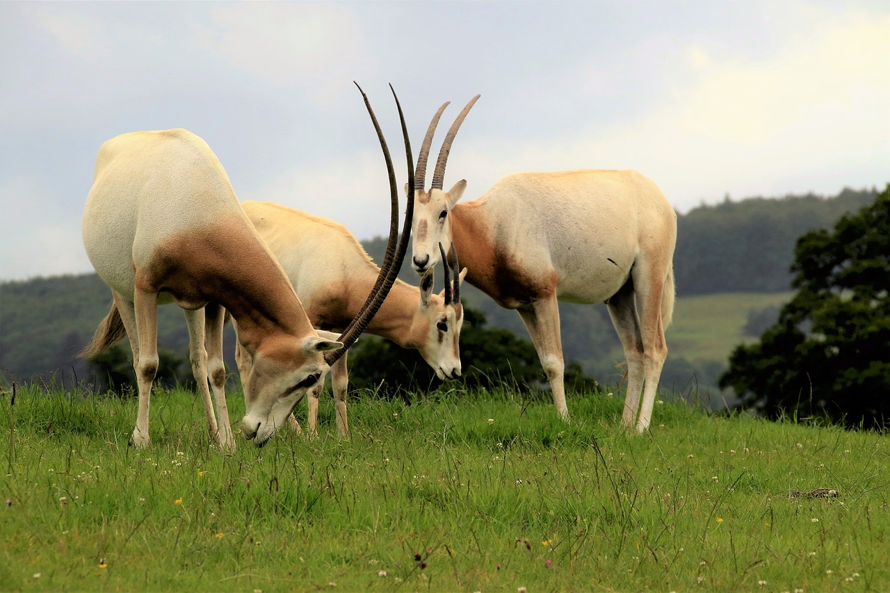 Scimitar Oryx, Antilopė, Laukinė Gamta, Scimitar, Oryx, Gamta, Afrika, Laukiniai, Žolėdis, Scimitar-Ragus